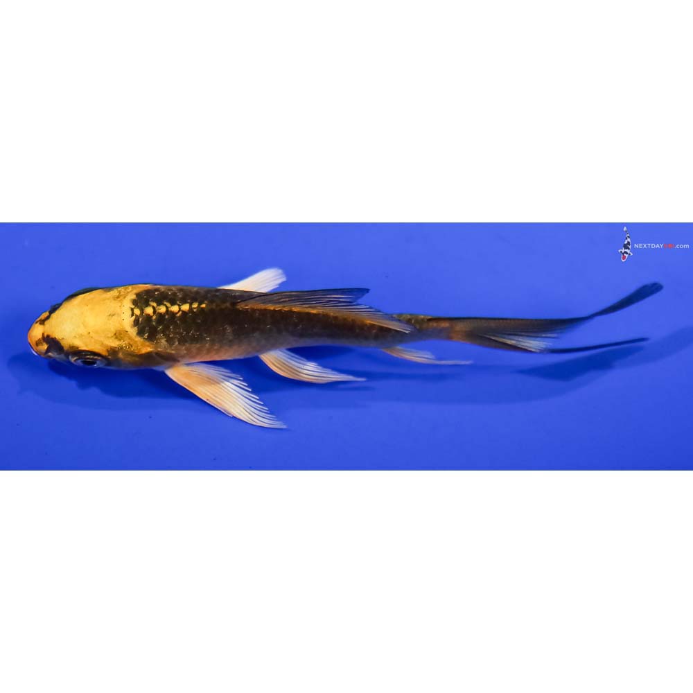 3.5” Imported Ki Matsuba Butterfly Koi
