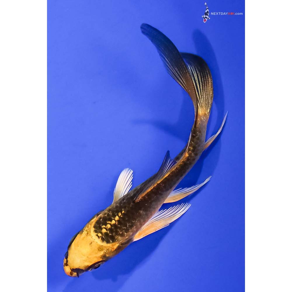 3.5” Imported Ki Matsuba Butterfly Koi