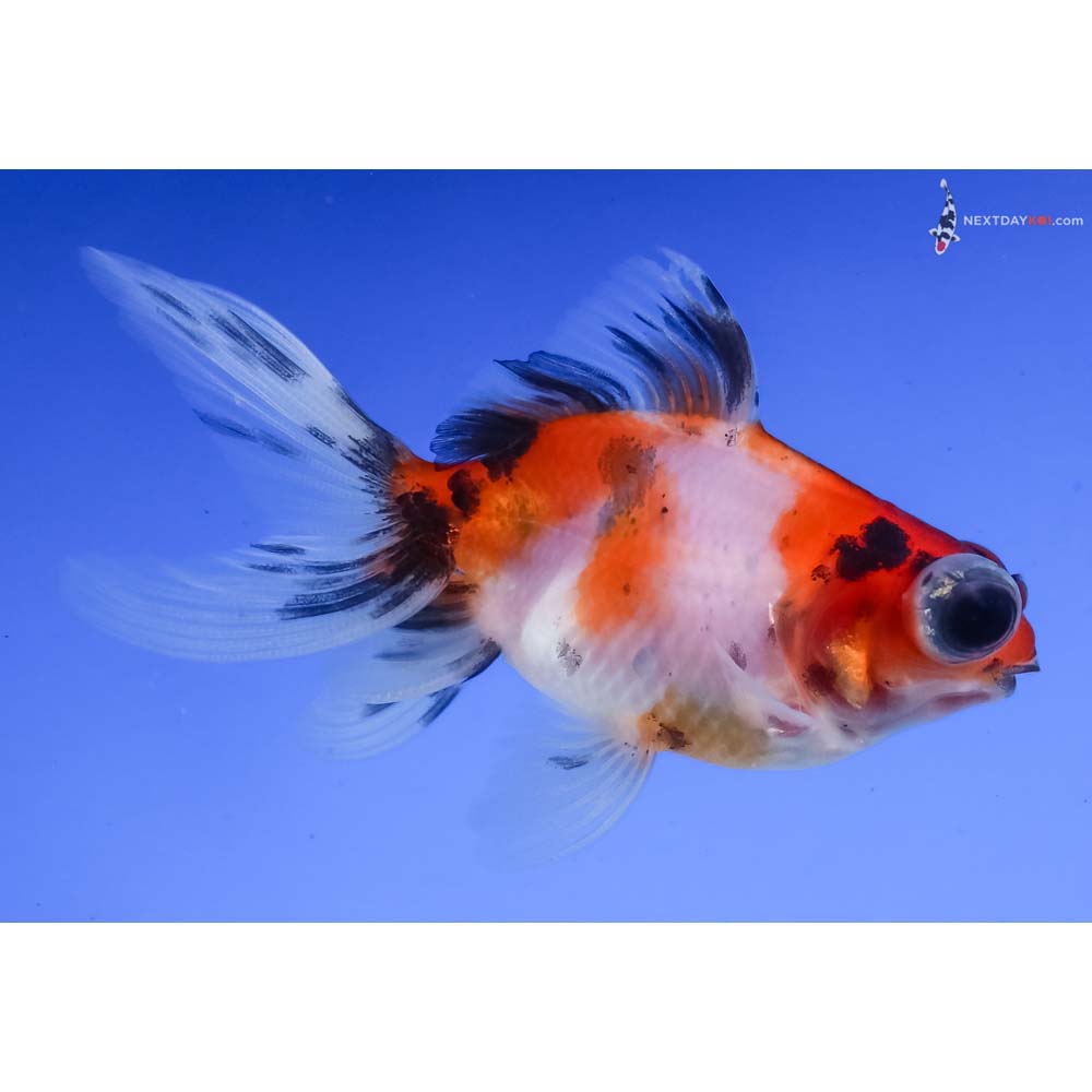 3” Imported Calico Telescope Fantail