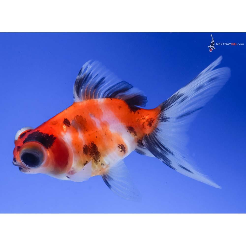 3” Imported Calico Telescope Fantail