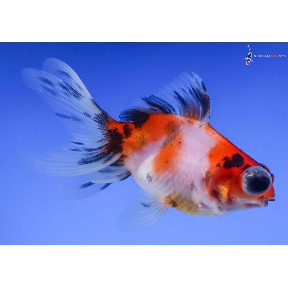 3” Imported Calico Telescope Fantail