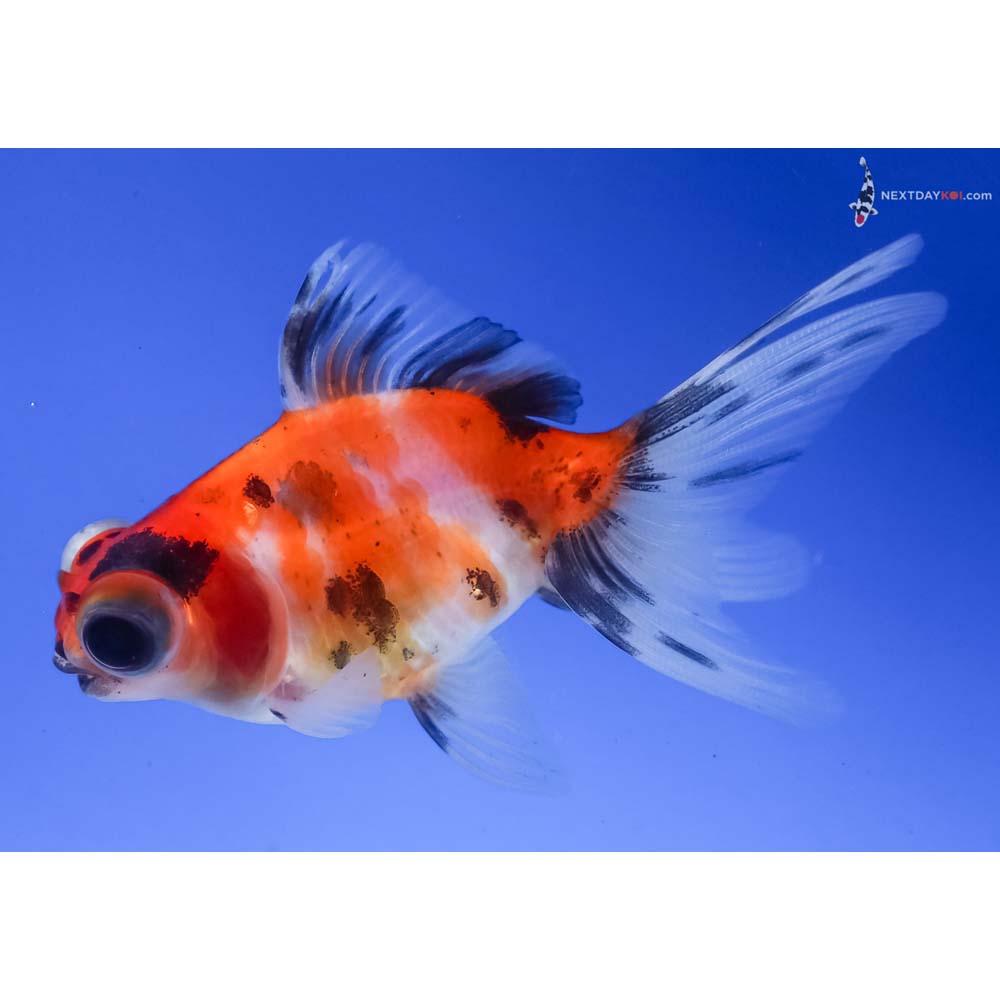 3” Imported Calico Telescope Fantail