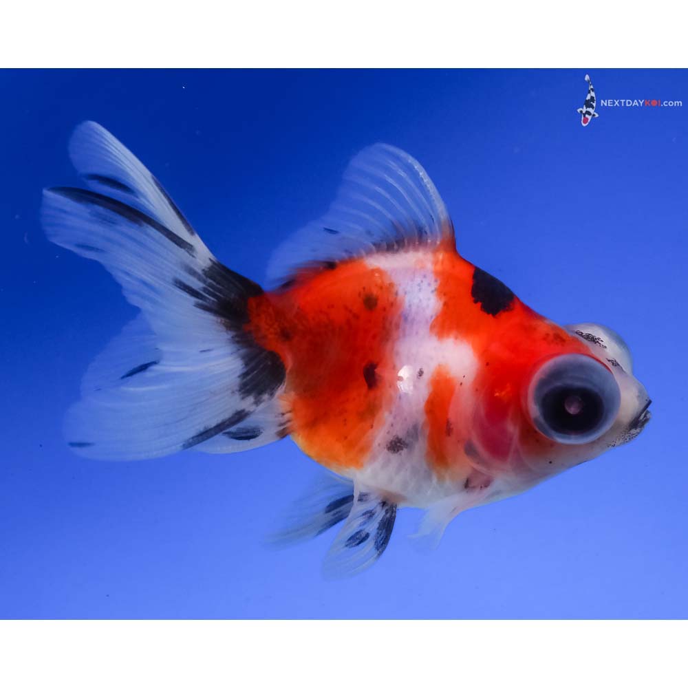 3” Imported Calico Telescope Fantail