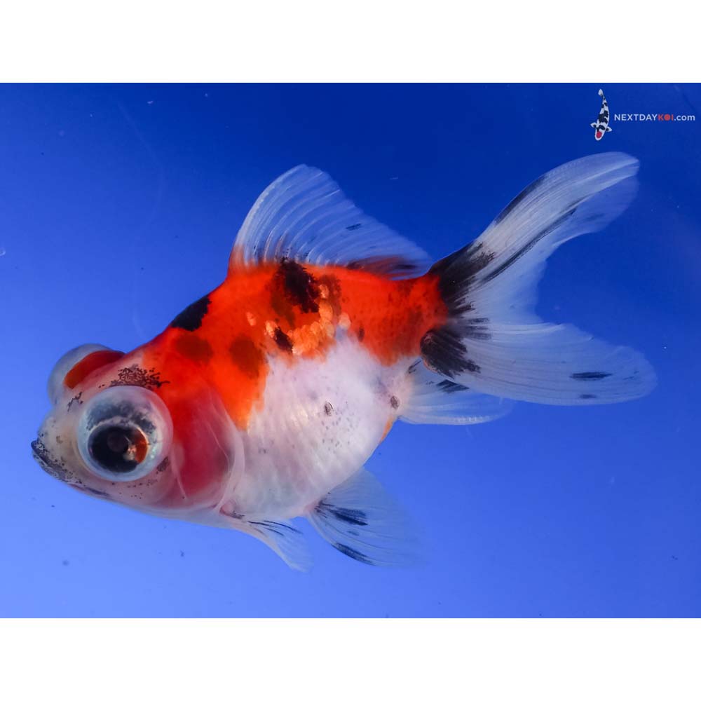 3” Imported Calico Telescope Fantail