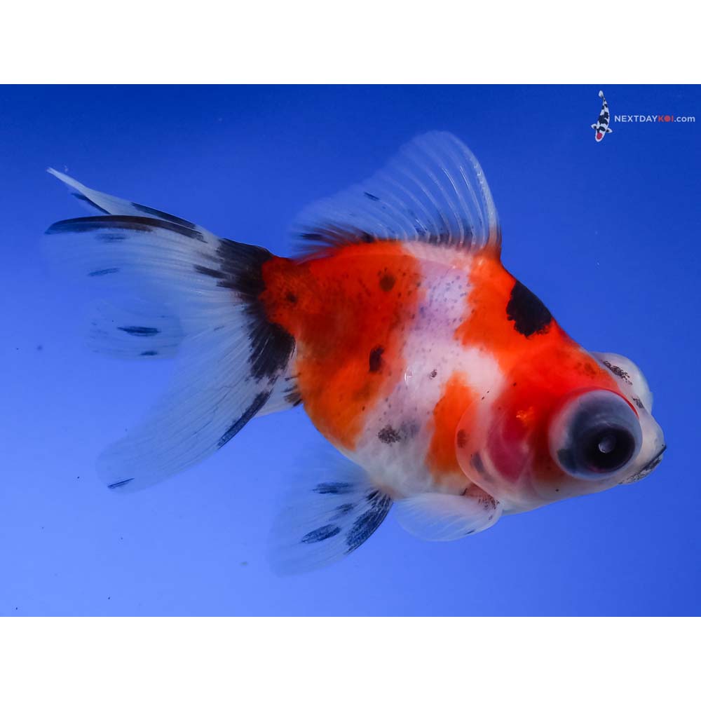 3” Imported Calico Telescope Fantail