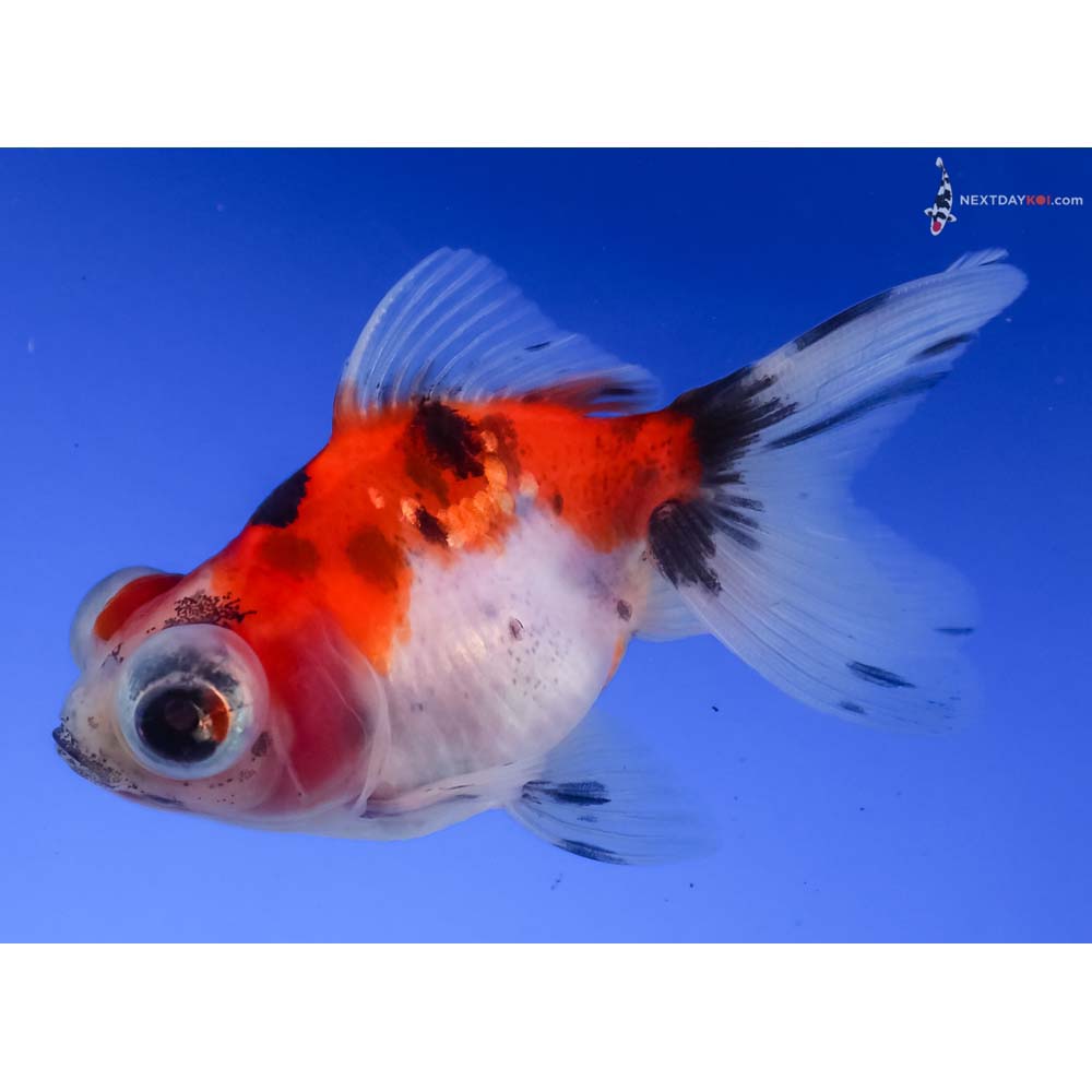 3” Imported Calico Telescope Fantail