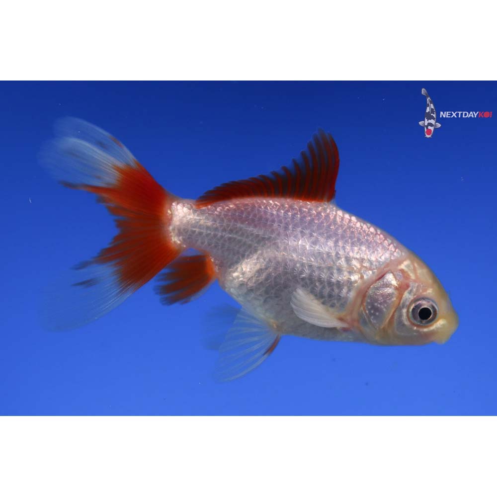 4” Imported Male Red and White Wakin