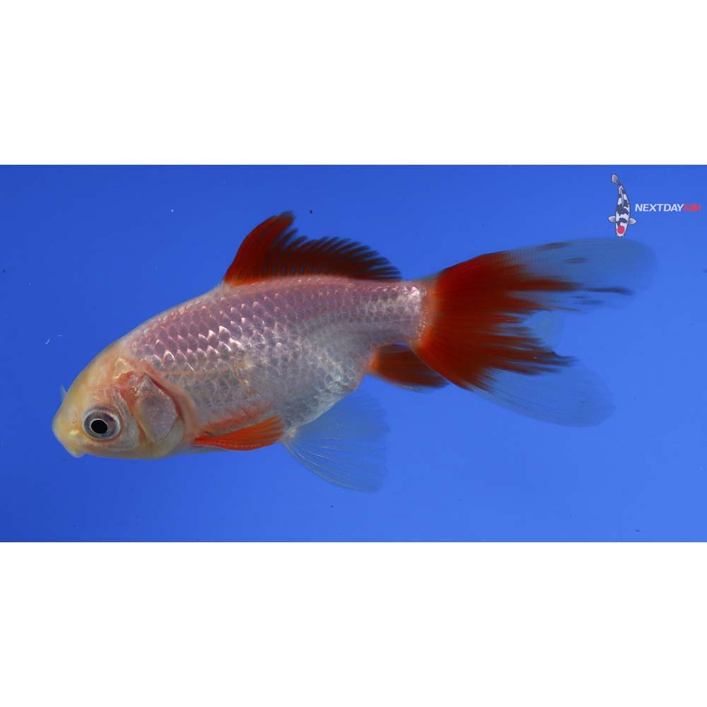 4” Imported Male Red and White Wakin