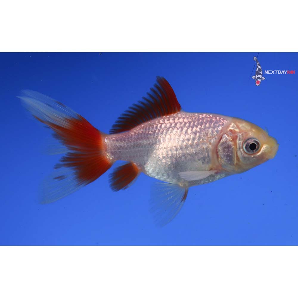 4” Imported Male Red and White Wakin