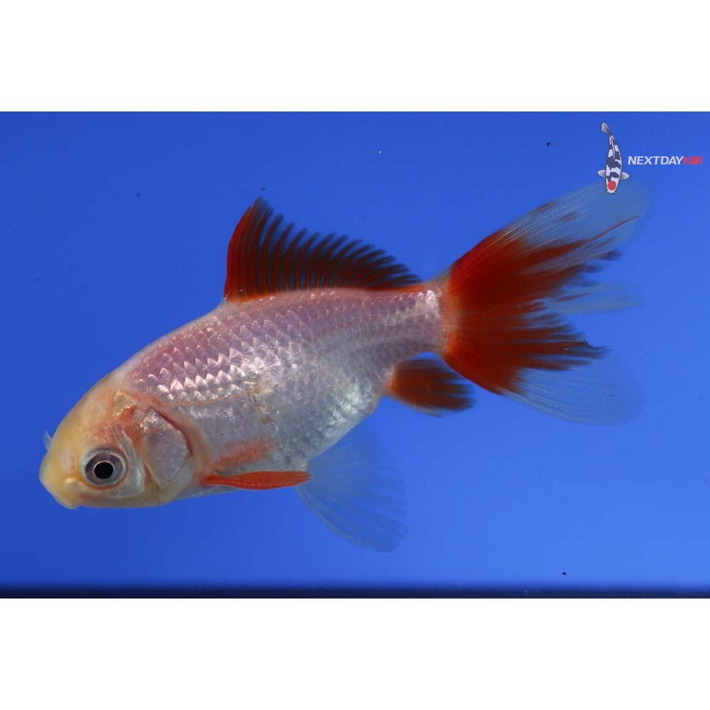 4” Imported Male Red and White Wakin