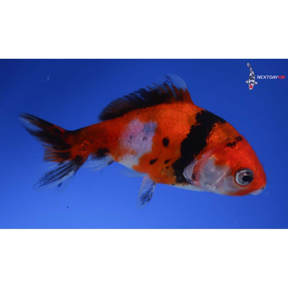 3.5” Imported Calico Wakin