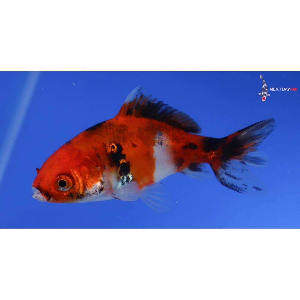 3.5” Imported Calico Wakin