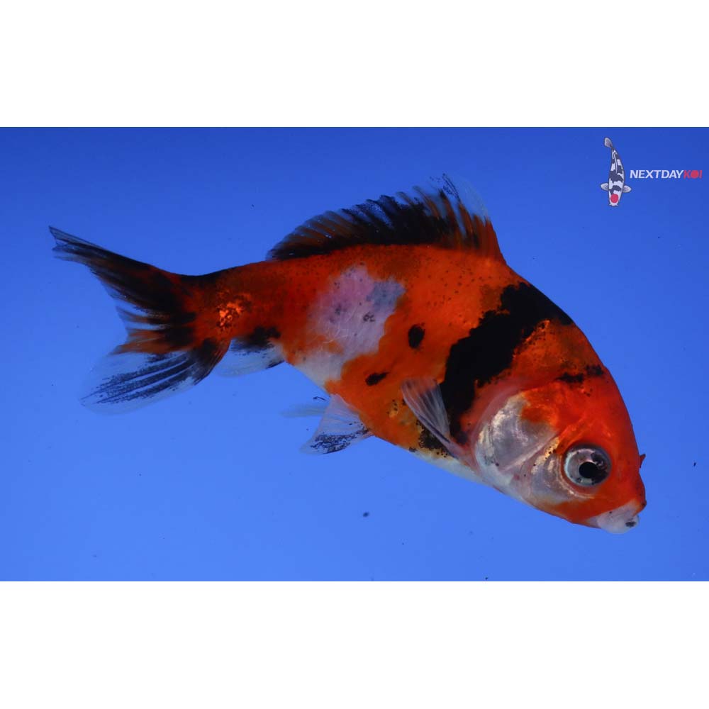 3.5” Imported Calico Wakin