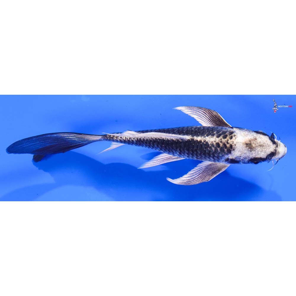 7” Imported Gin Matsuba Butterfly Koi