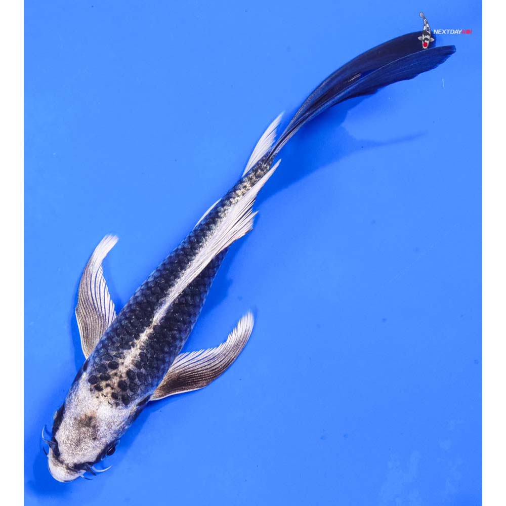 7” Imported Gin Matsuba Butterfly Koi