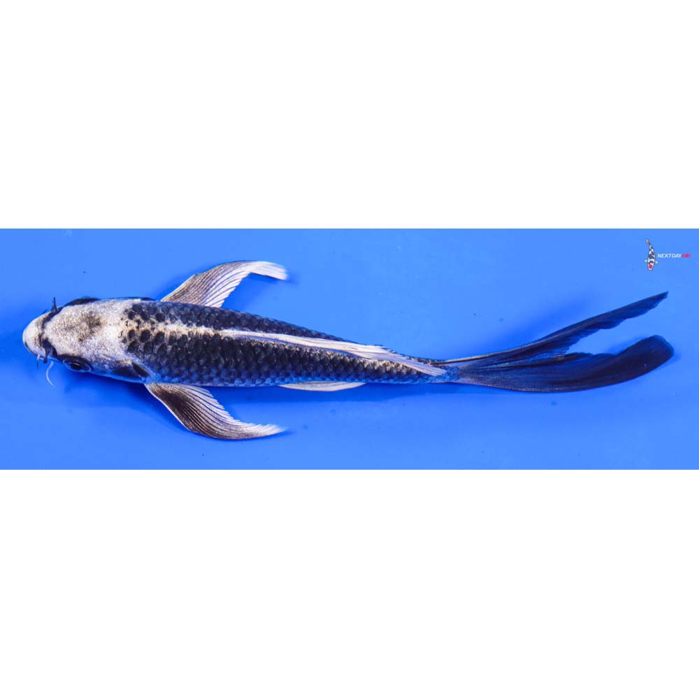 7” Imported Gin Matsuba Butterfly Koi