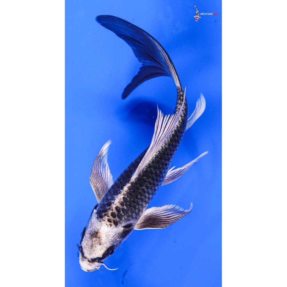 7” Imported Gin Matsuba Butterfly Koi
