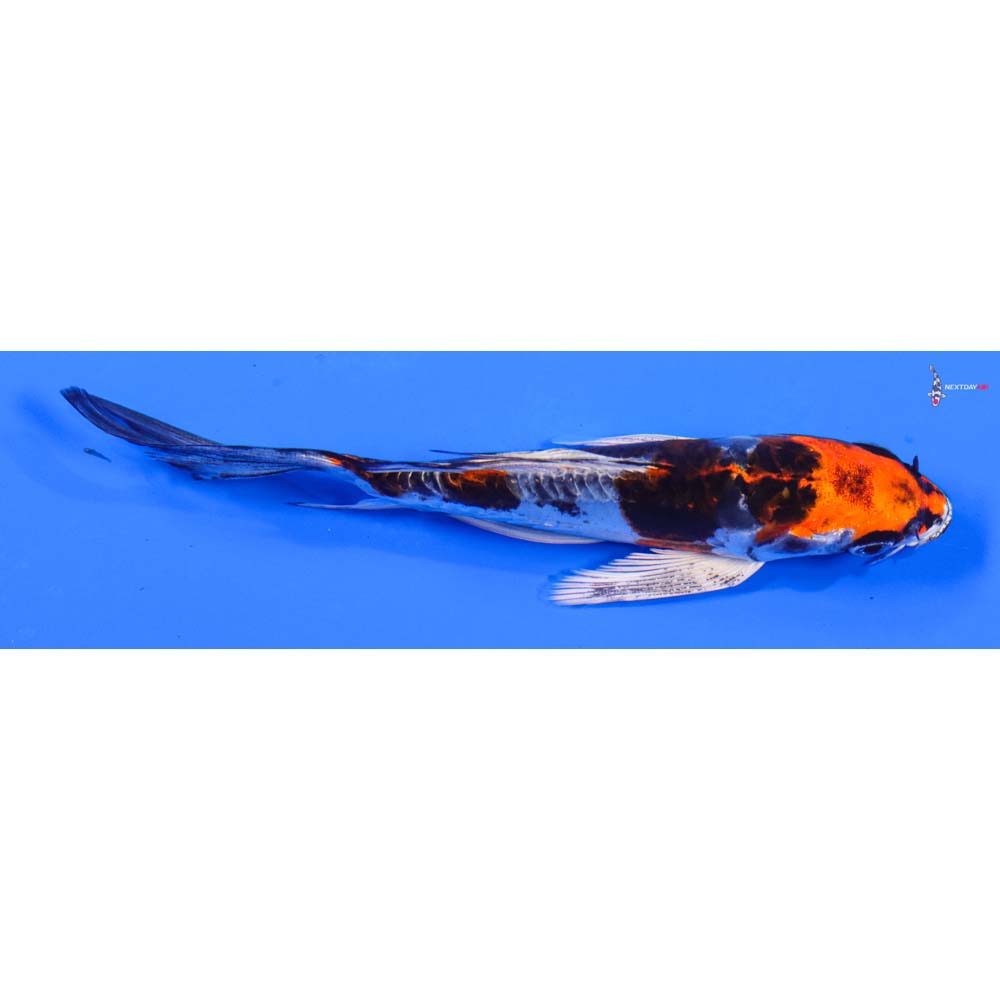 6” Imported Heisei Nishiki Butterfly Koi
