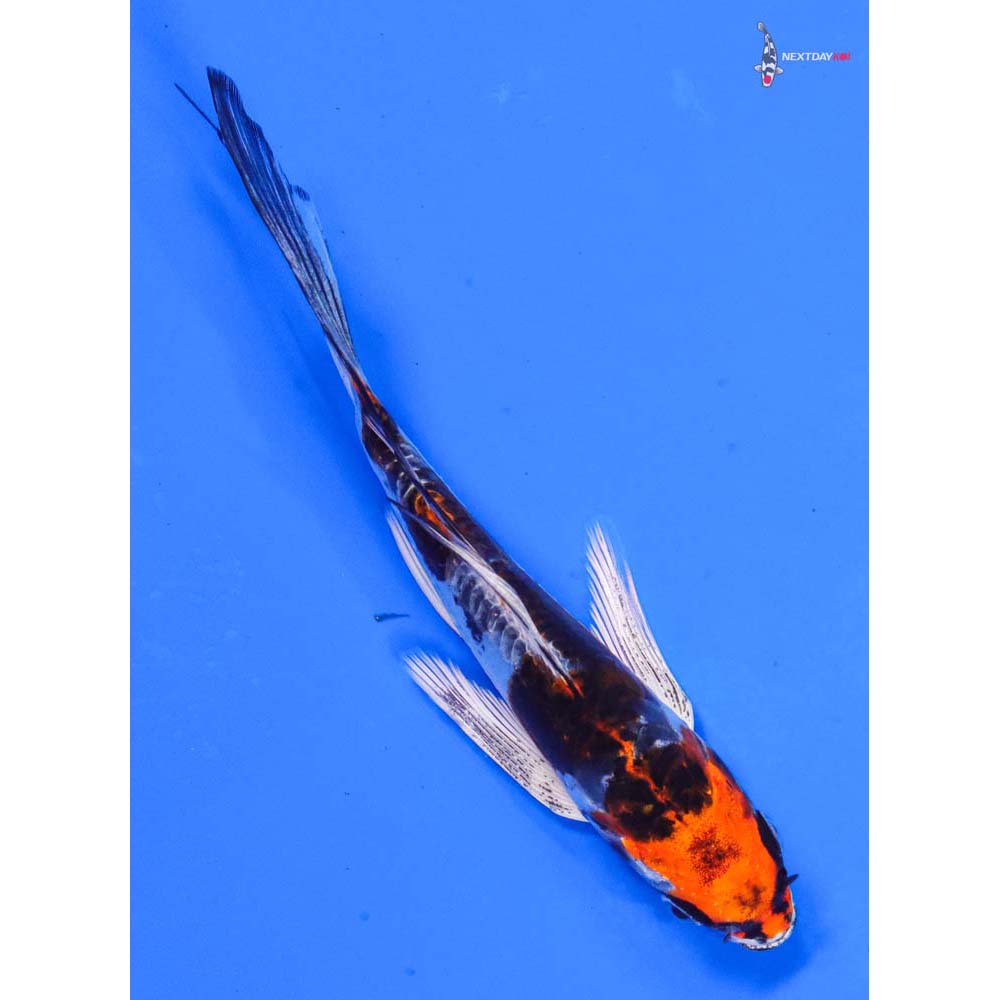 6” Imported Heisei Nishiki Butterfly Koi