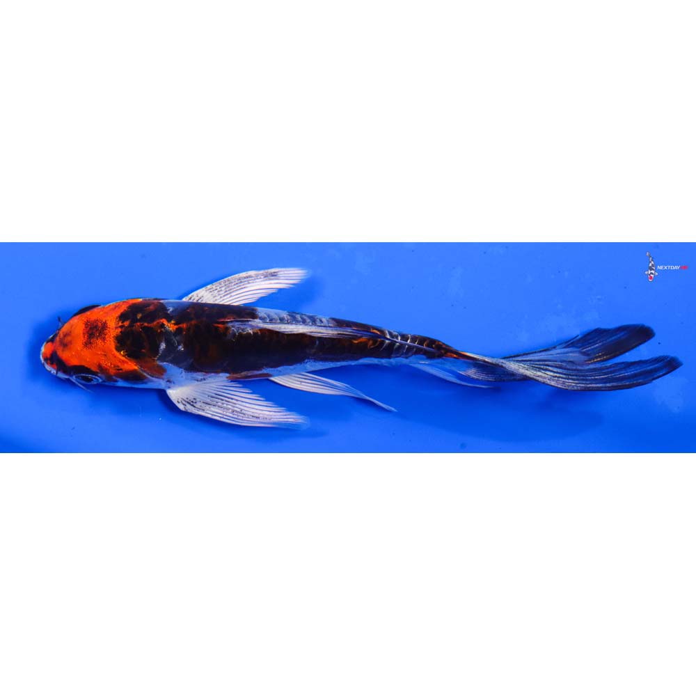 6” Imported Heisei Nishiki Butterfly Koi