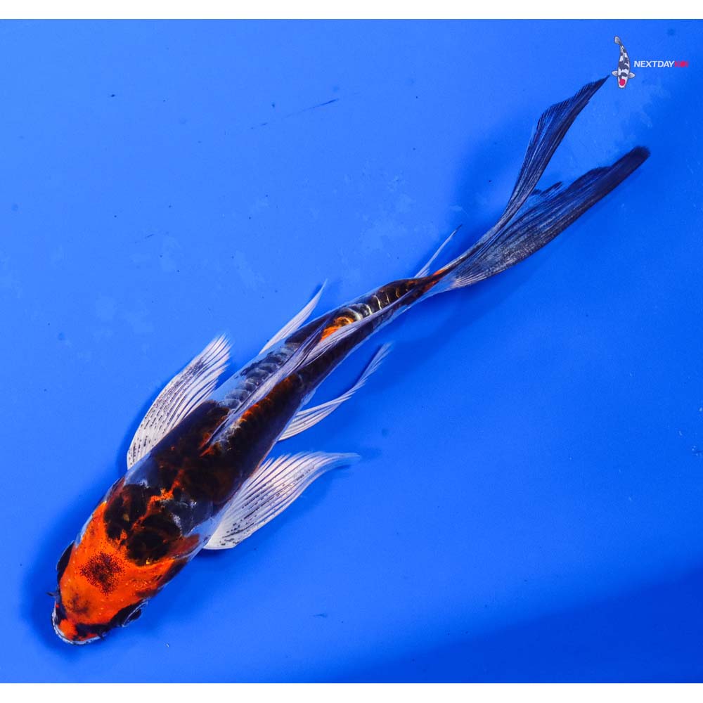 6” Imported Heisei Nishiki Butterfly Koi