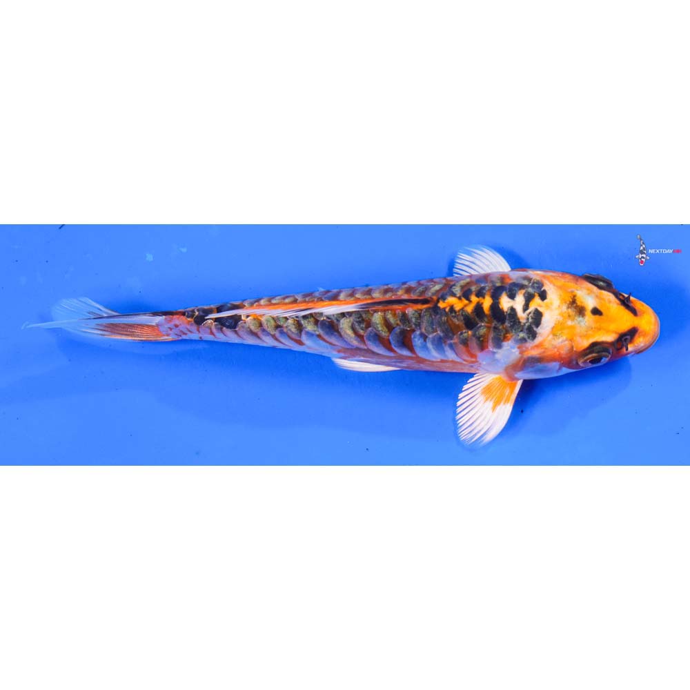 6.5” Imported Armor Scaled Kujaku