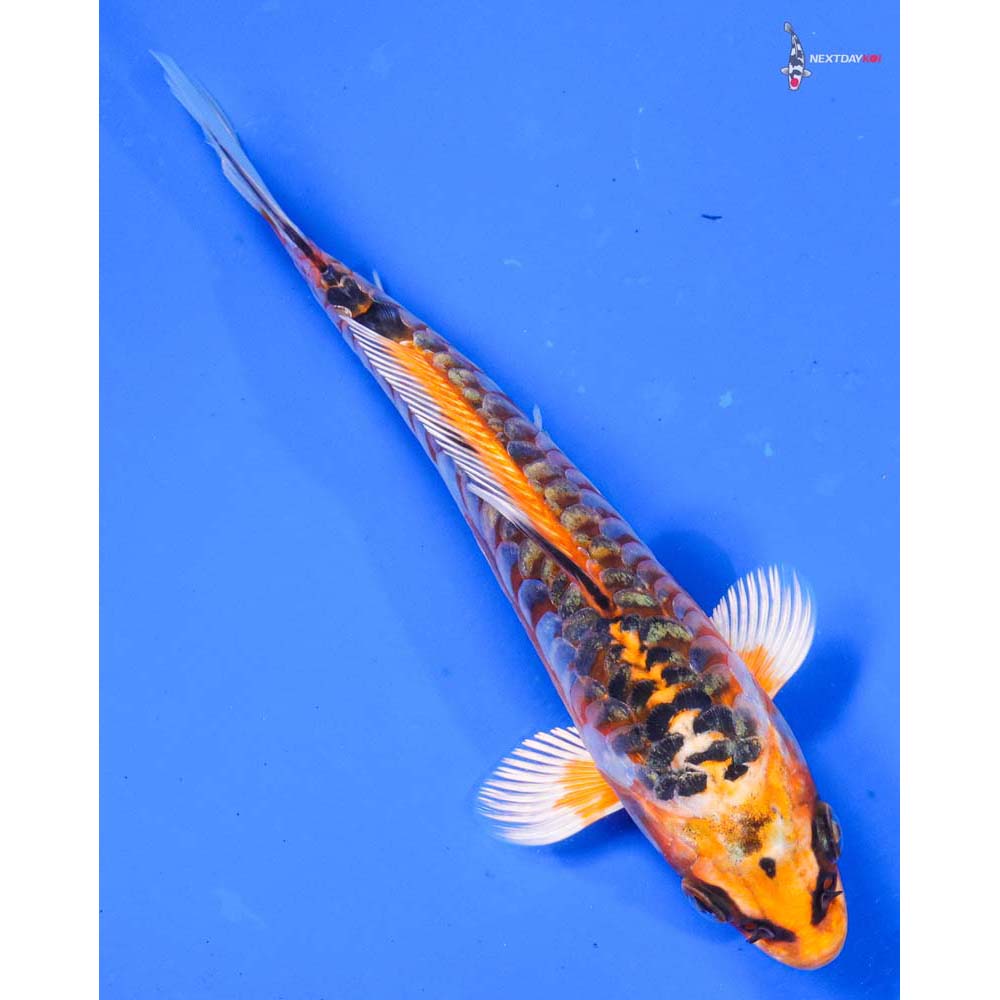 6.5” Imported Armor Scaled Kujaku