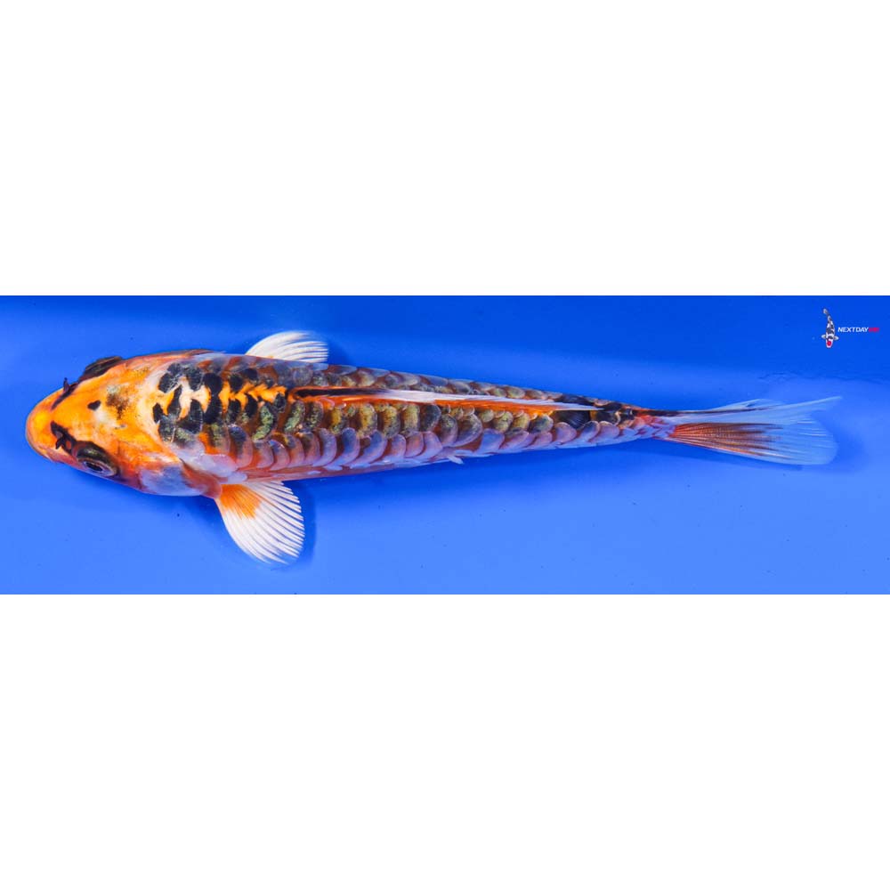 6.5” Imported Armor Scaled Kujaku