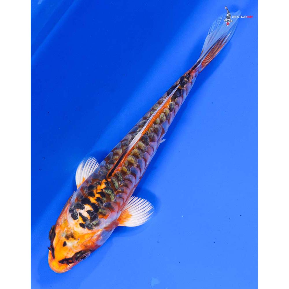 6.5” Imported Armor Scaled Kujaku