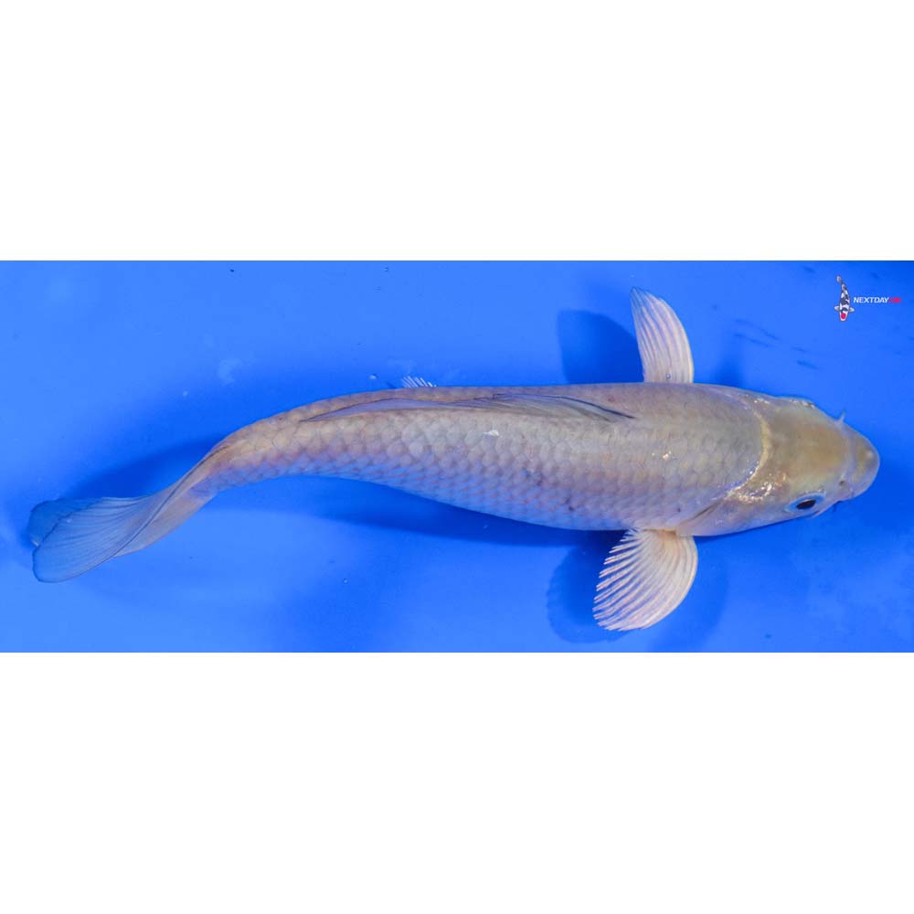 8” Imported Soragoi