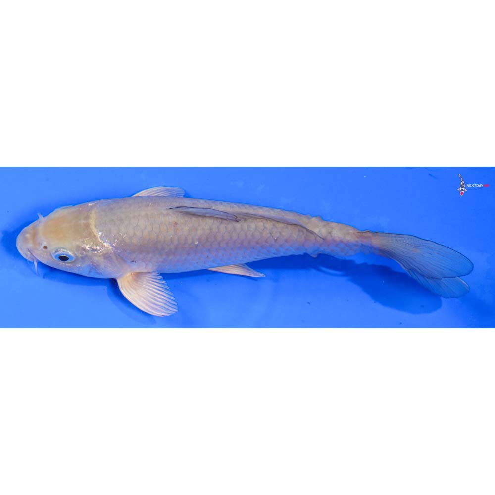 8” Imported Soragoi