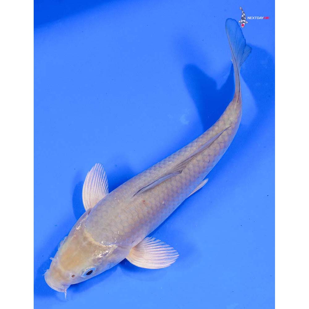 8” Imported Soragoi