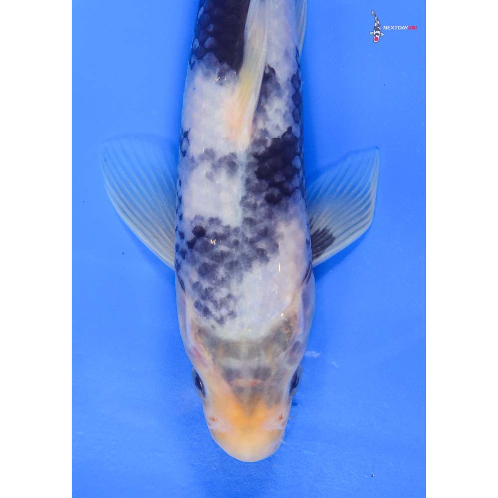 8.5” Imported Shiro Utsuri