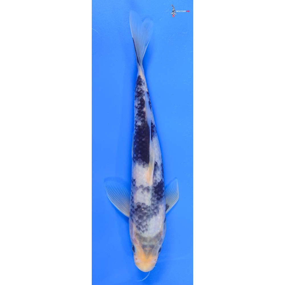 8.5” Imported Shiro Utsuri