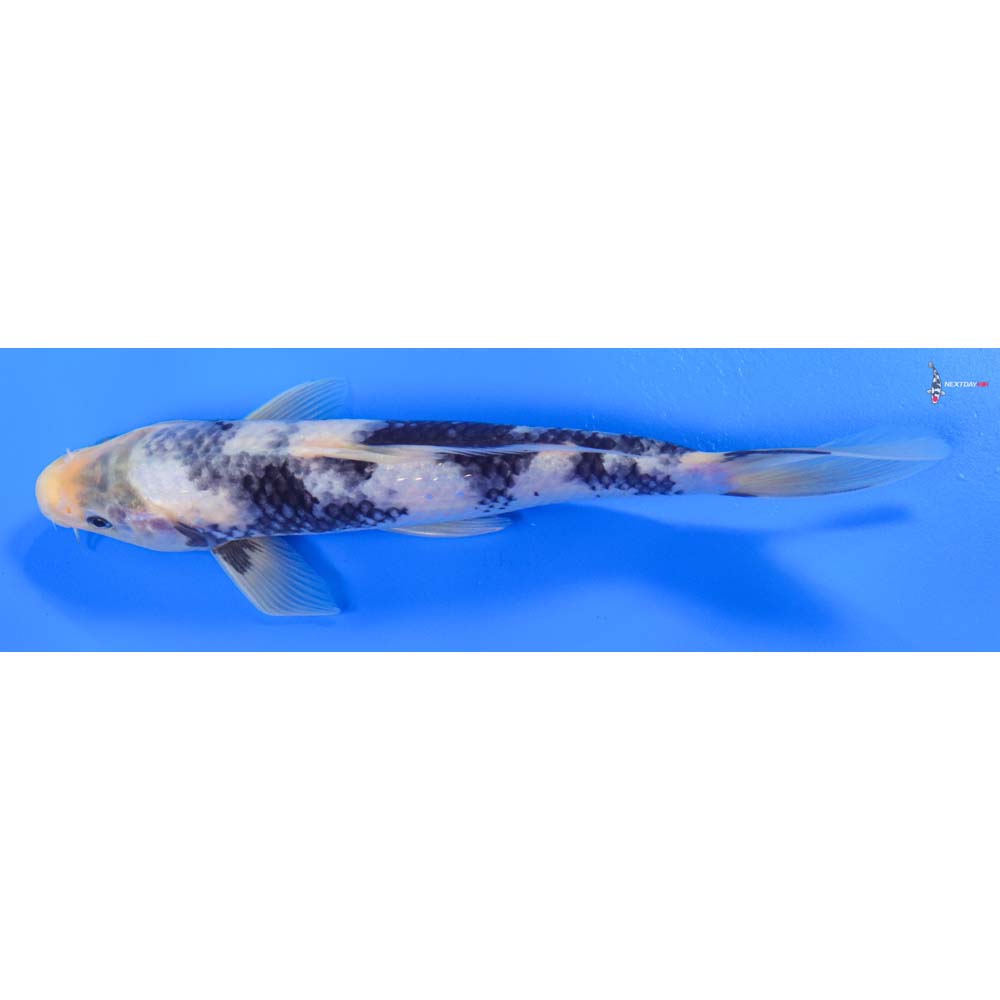 8.5” Imported Shiro Utsuri