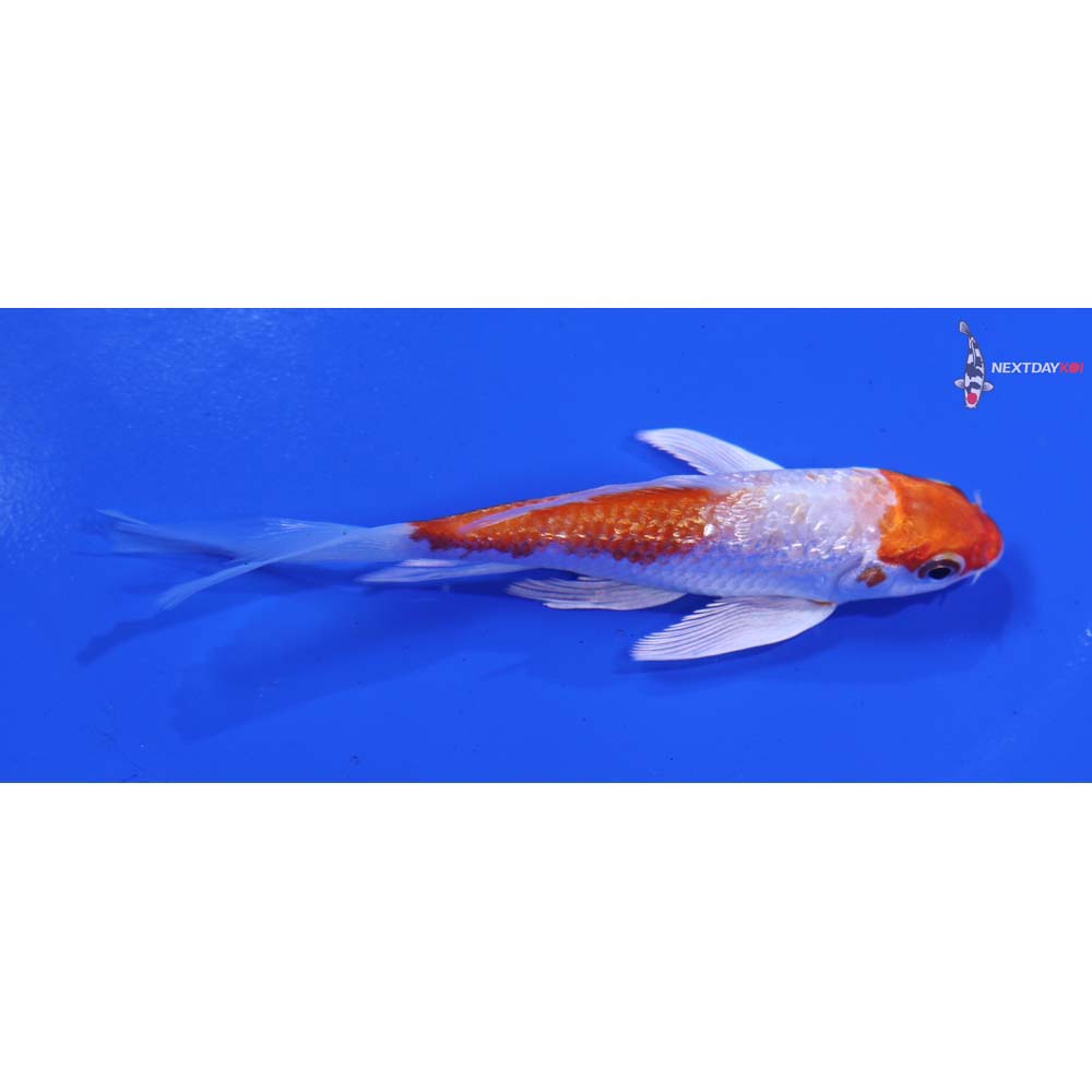 4.5” Imported Gin Rin Hariwake Butterfly Koi