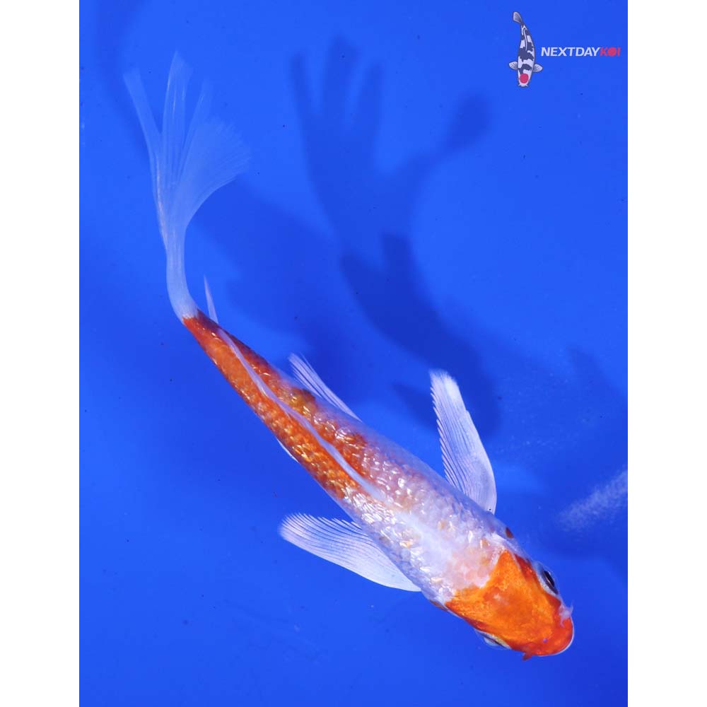 4.5” Imported Gin Rin Hariwake Butterfly Koi