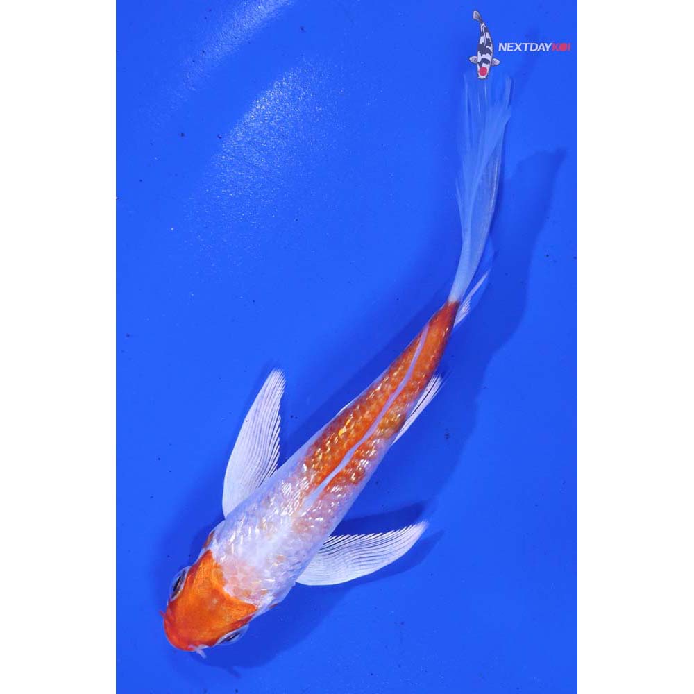 4.5” Imported Gin Rin Hariwake Butterfly Koi