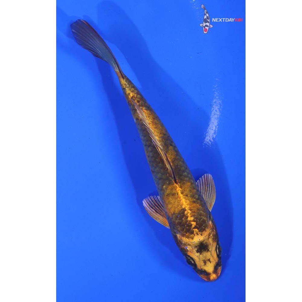 5” Imported Kin Hi Utsuri