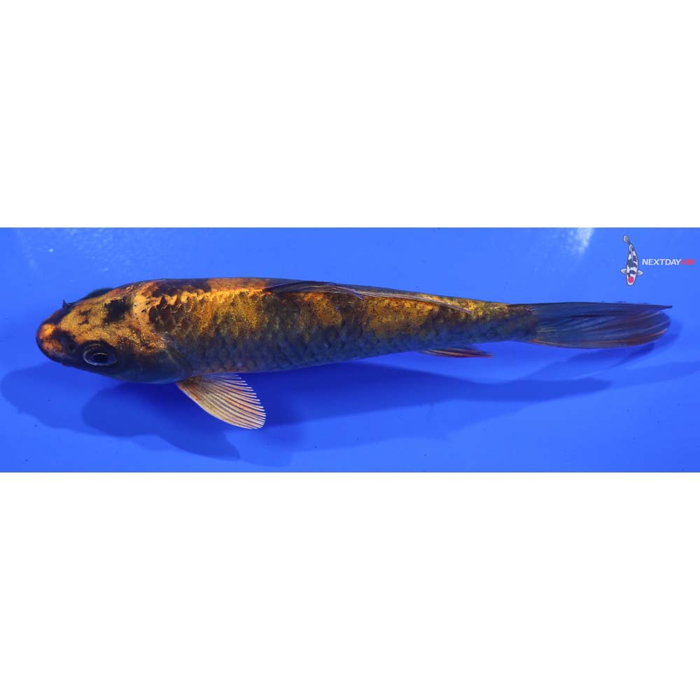 5” Imported Kin Hi Utsuri