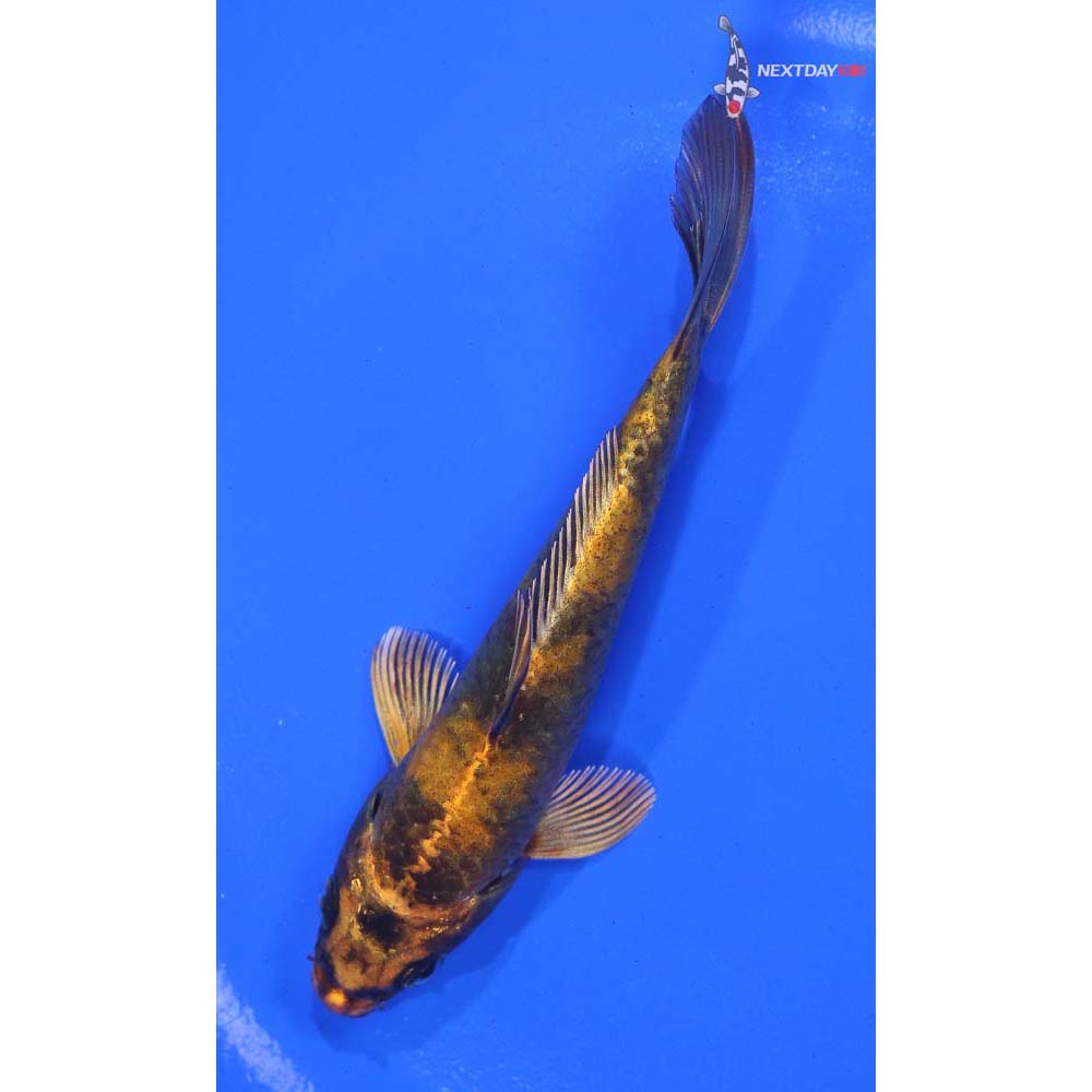 5” Imported Kin Hi Utsuri