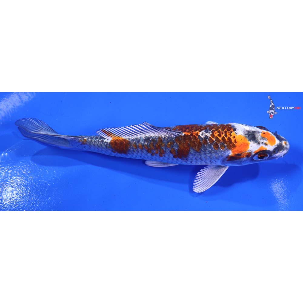 5” Imported Kujaku