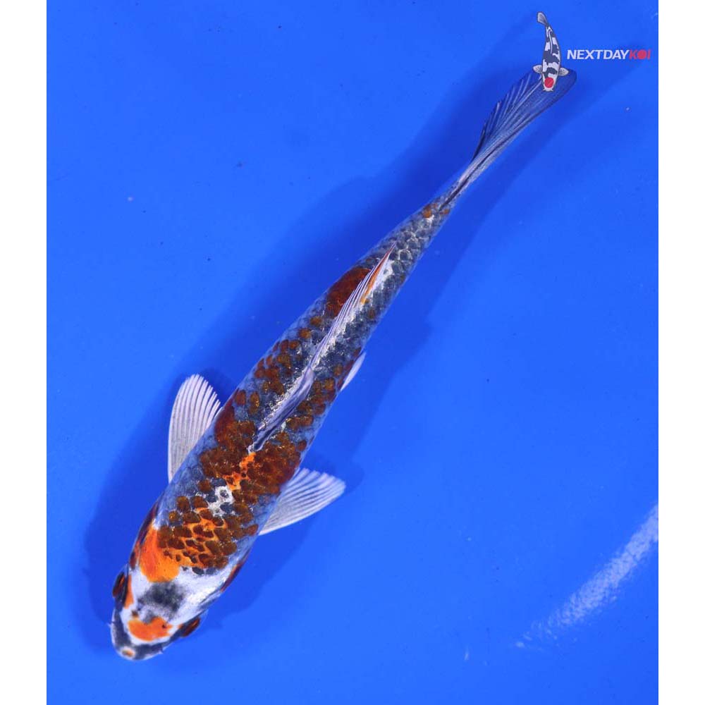 5” Imported Kujaku