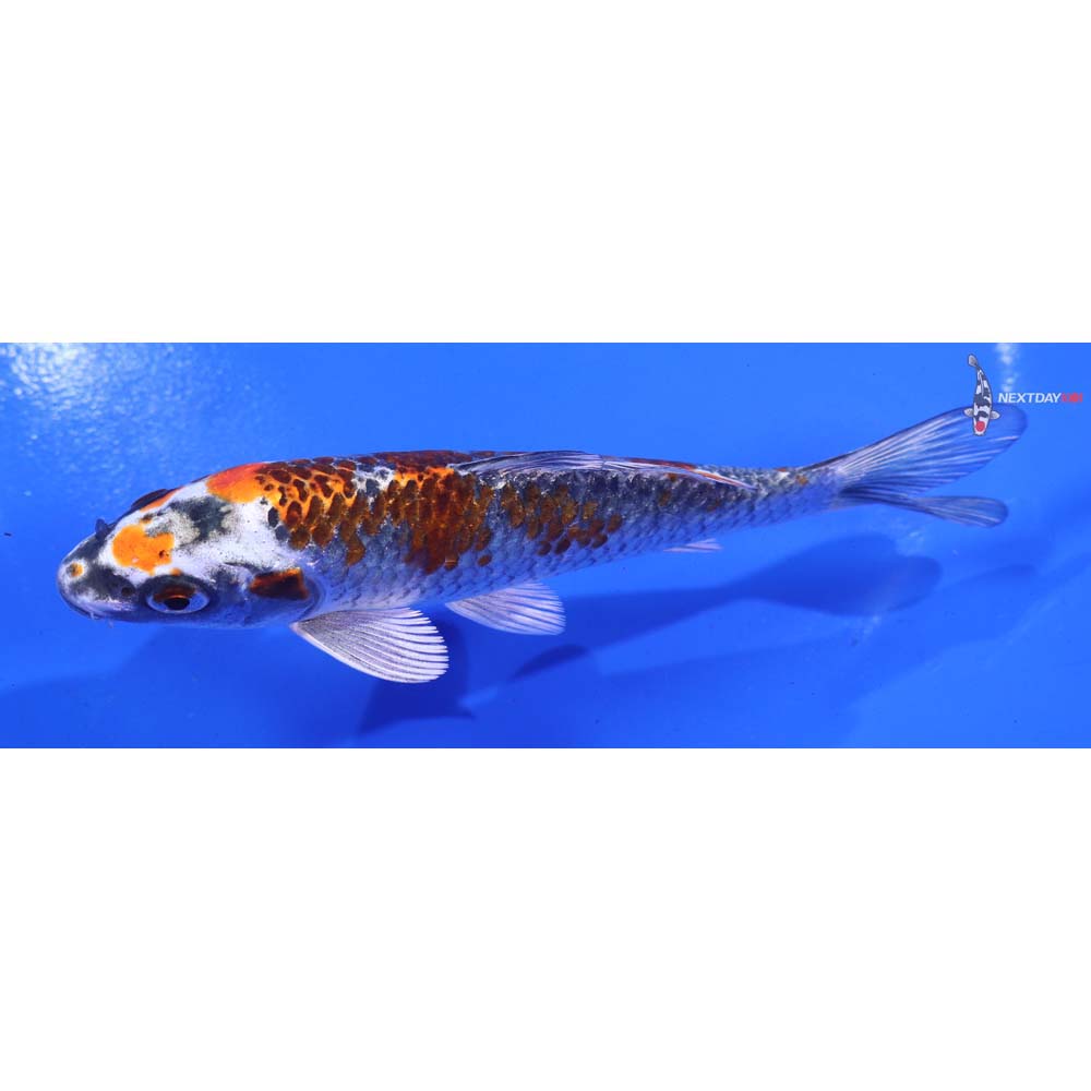 5” Imported Kujaku