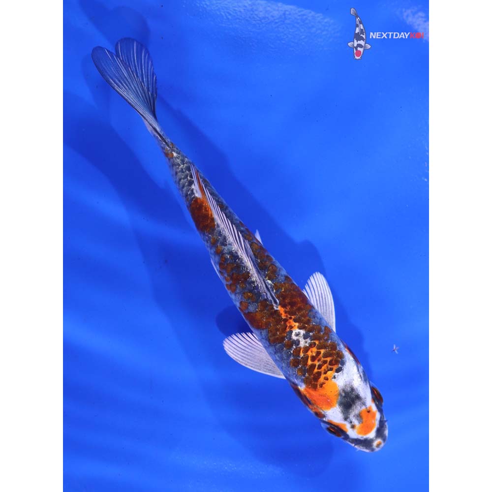 5” Imported Kujaku