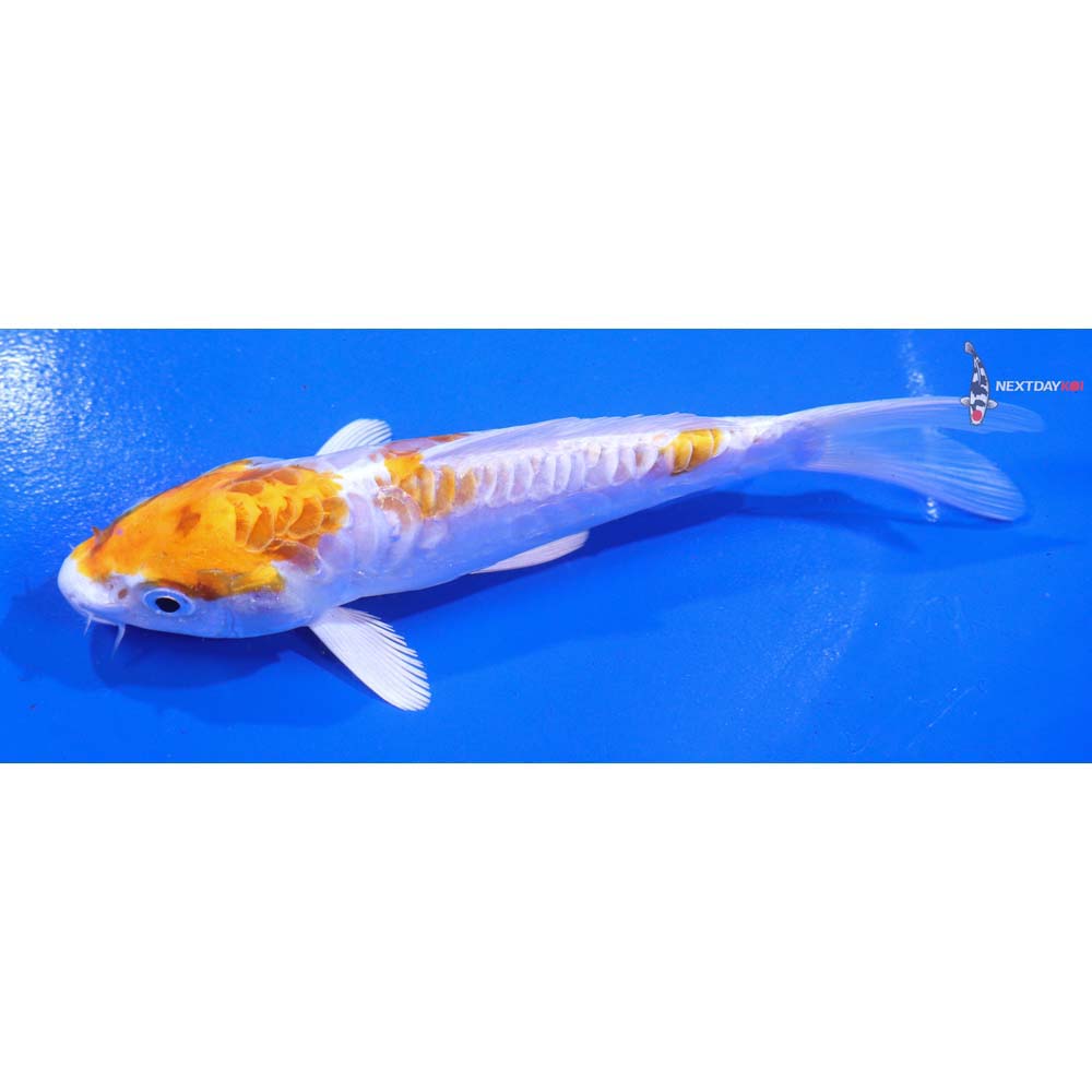 5.5” Imported Kikusui