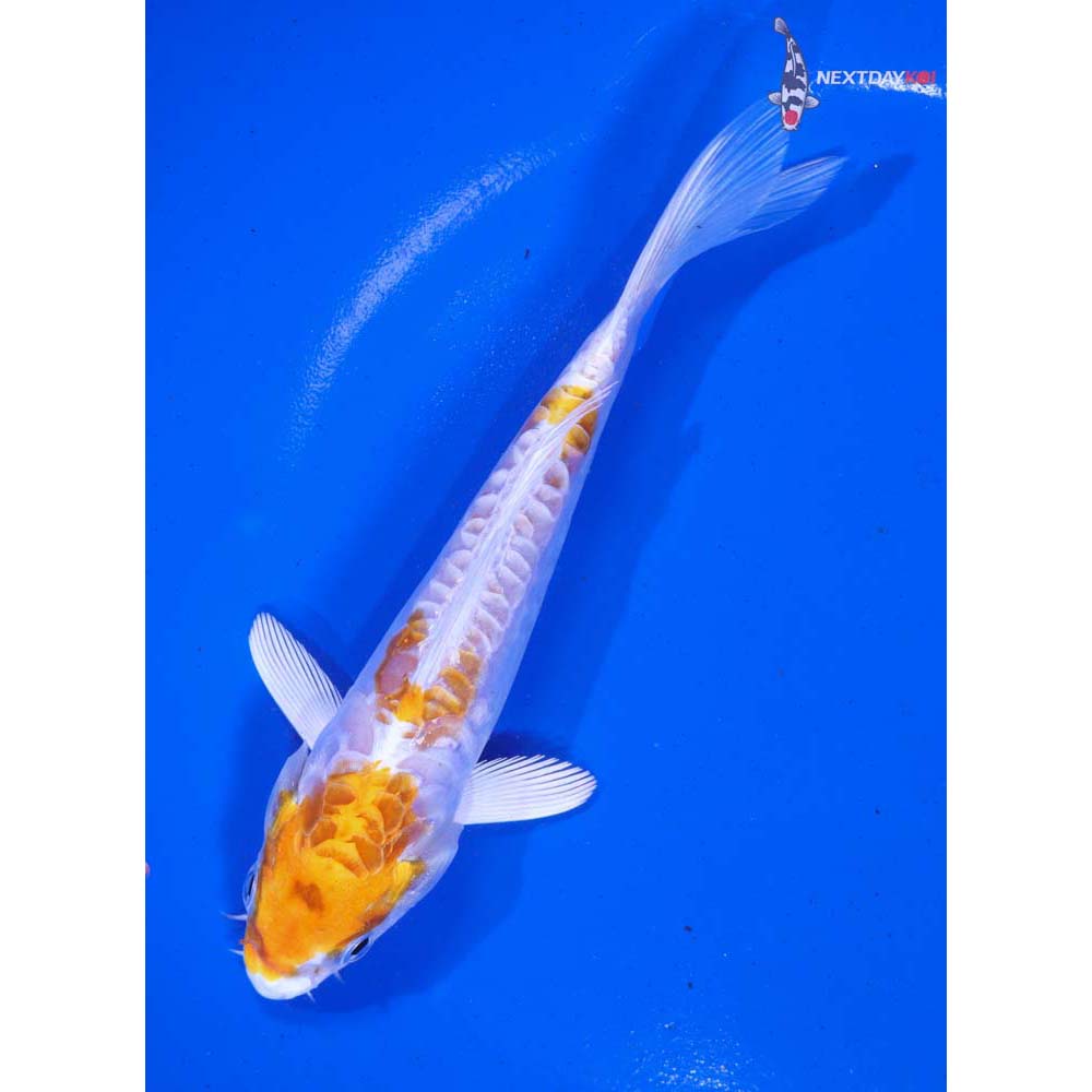 5.5” Imported Kikusui