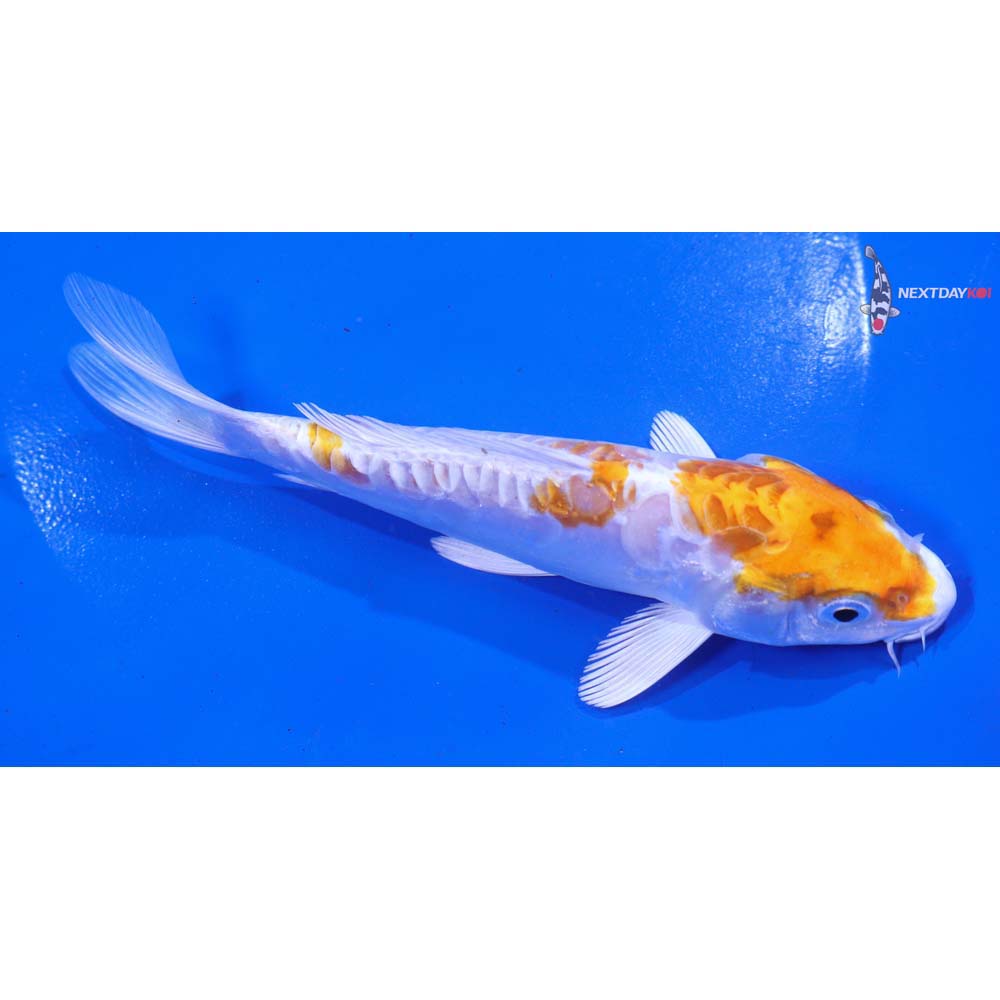 5.5” Imported Kikusui