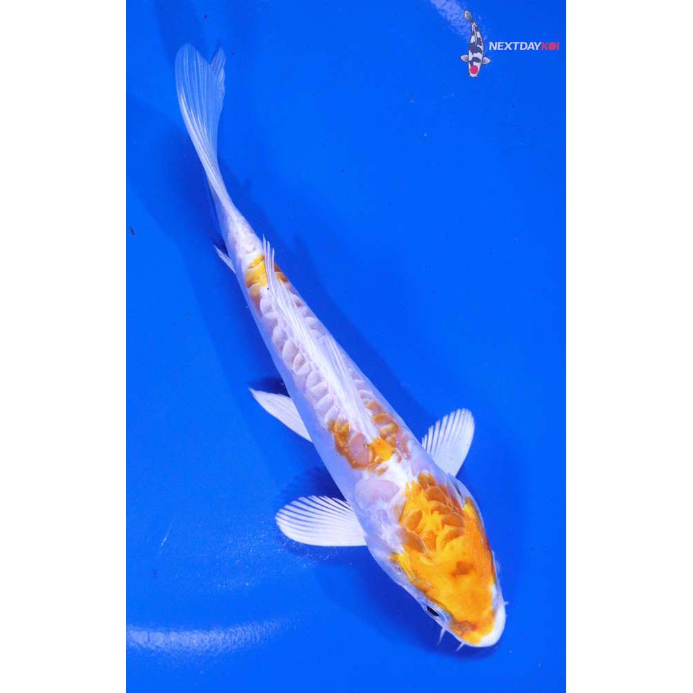 5.5” Imported Kikusui