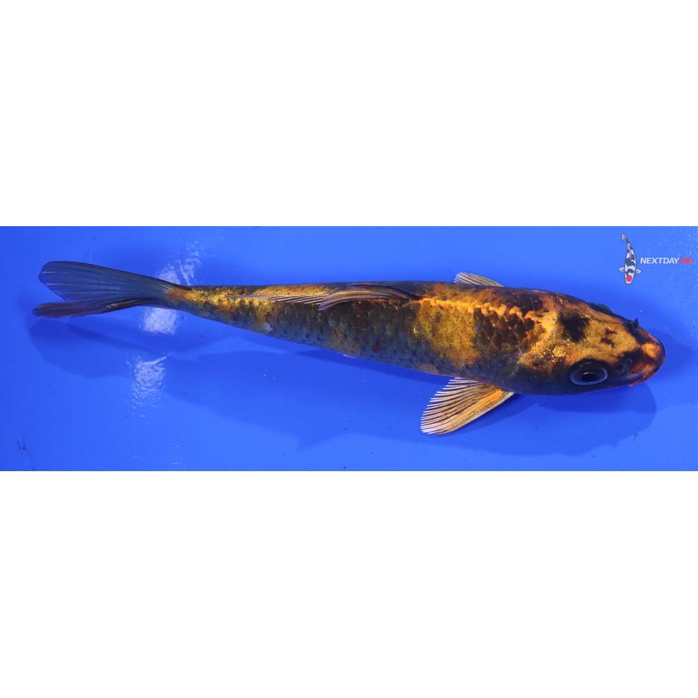 5” Imported Kin Hi Utsuri